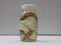 藏品(米克氏美體鰻)的圖片